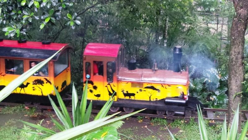 Tut Tut Asyiknya Naik Kereta Wisata Di Taman Safari Prigen