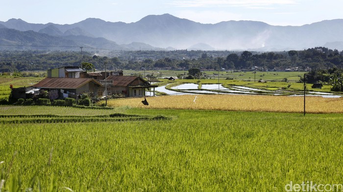 Hamparan sawah menguning siap panen. dikhy sasra/ilustrasi/detikfoto