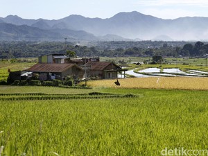 Jadi Lumbung Pangan Nasional, Bojonegoro Panen 437.189 Ton Gabah Kering