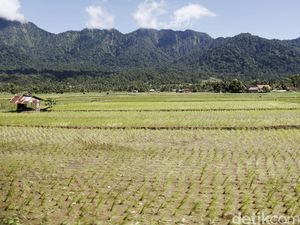 RI Butuh Peta Akurat Agar Anggaran Cetak Sawah Baru Tepat Sasaran