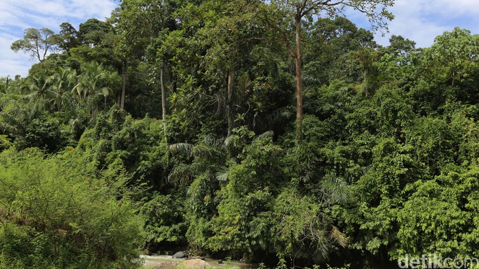 Hutan tropis dengan aliran sungai yang deras. dikhy sasra/ilustrasi/detikfoto