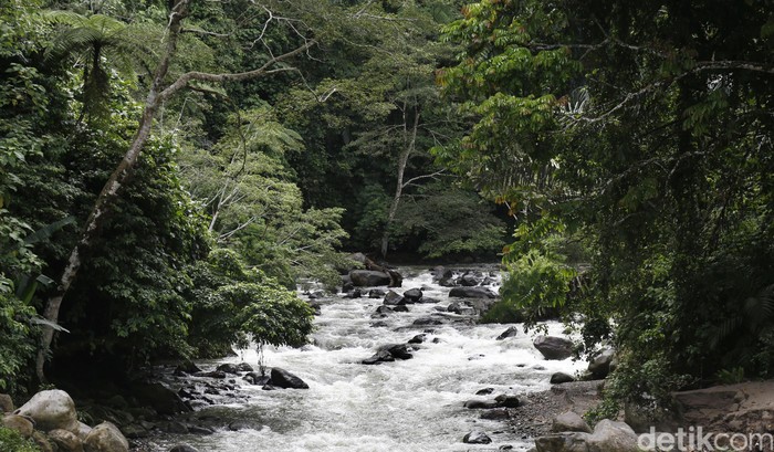 Hutan tropis dengan aliran sungai yang deras. dikhy sasra/ilustrasi/detikfoto