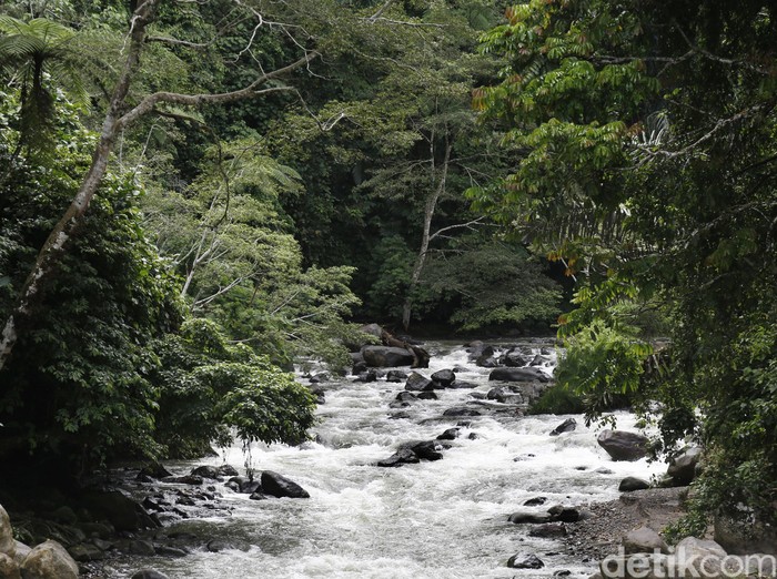Hutan tropis dengan aliran sungai yang deras. dikhy sasra/ilustrasi/detikfoto