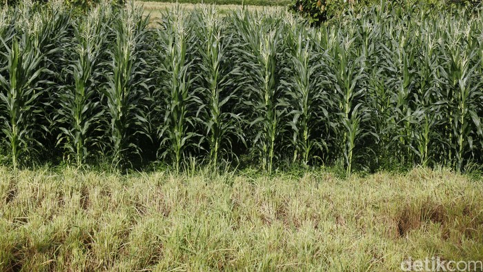 Program Satu Juta Petani untuk Swasembada Pangan