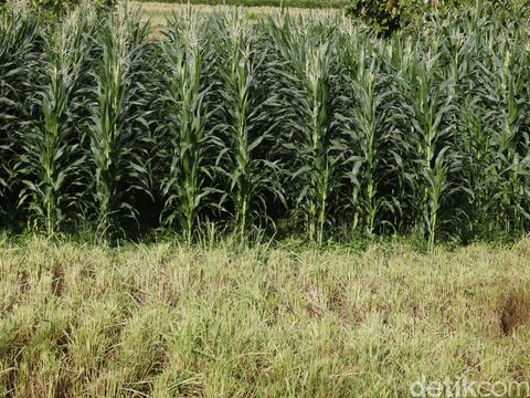 Kebun Jagung Perkebunan jagung. dikhy sasra/ilustrasi/detikfoto