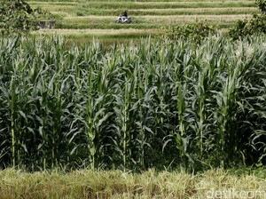 Bulog Belum Serap Jagung Petani di Dompu, Ini Alasannya