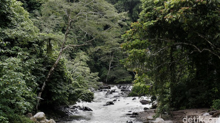 Hutan tropis dengan aliran sungai yang deras. dikhy sasra/ilustrasi/detikfoto