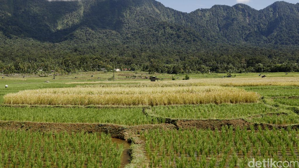 Revolusi Hijau: Awal Mula hingga Dampaknya pada Pertanian di Indonesia