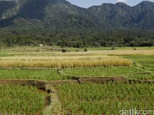 Revolusi Hijau: Awal Mula hingga Dampaknya pada Pertanian di Indonesia