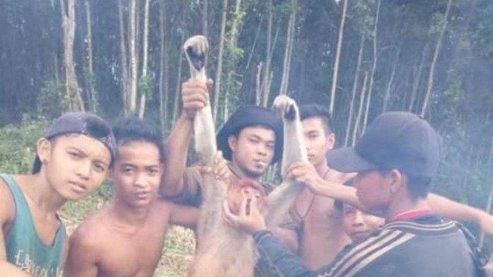 Komisi IV Minta Pemerintah Telusuri Kasus Pemuda yang Tangkap Bekantan
