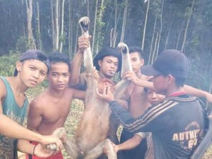 Komisi IV Minta Pemerintah Telusuri Kasus Pemuda yang Tangkap Bekantan