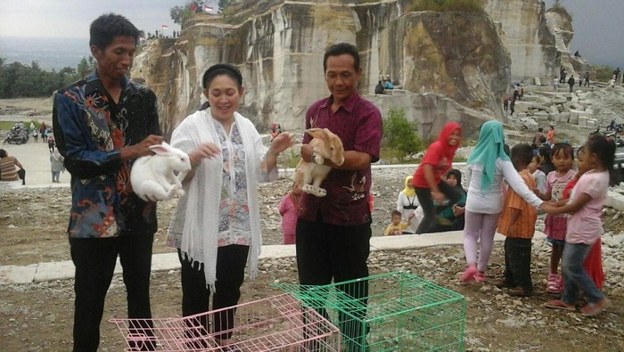 Melihat Kunker Titiek Soeharto di Yogya: Bagi Bibit Sapi dan Kelinci