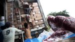 Bulog Terima 300 Ton Daging Beku Australia