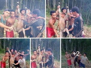 6 Pemuda Kalbar Pamerkan Foto Tangkap Bekantan, Ini Respons Menteri LHK