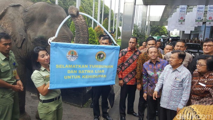 JK Disambut 2 Ekor Gajah Saat Hadiri Pekan Lingkungan Hidup
