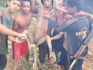 Terungkap Identitas Pelaku yang Tangkap Bekantan dan Unggah di Facebook