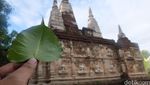 Jelajah Tenangnya Kuil Tujuh Pagoda di Chiang Mai