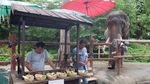 Tingkah Lucu Chuang Chuang, Panda di Bonbin Thailand