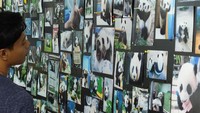 Foto: Foto-foto aneka polah panda yang disusun dengan rapi. Traveler bebas melihatnya di sekitar kandang panda (Baban/detikTravel)