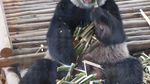 Tingkah Lucu Chuang Chuang, Panda di Bonbin Thailand