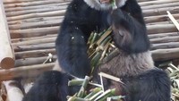 Foto: Chuang Chuang menjadi penghuni kandang berpagar kaca yang luas. Pada suatu siang, si panda asyik menggerogoti batang bambu (Baban/detikTravel)