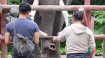 Tingkah Lucu Chuang Chuang, Panda di Bonbin Thailand