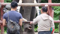 Foto: Seekor gajah di kebun binatang. Turis boleh mencoba memberi makan si gajah ini (Baban/detikTravel)