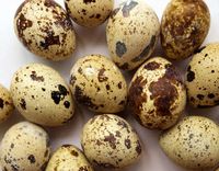 Buat si Kecil Sarapan, Bikin Saja Telur Puyuh Ceplok