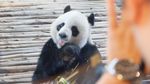 Tingkah Lucu Chuang Chuang, Panda di Bonbin Thailand