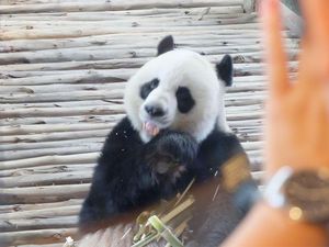 Melihat Momen Panda Raksasa Melahirkan