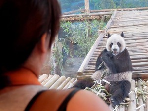 Bertemu Chuang Chuang dan Lin Hui, Panda Menggemaskan di Thailand