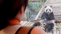 Foto: Chiang Mai Zoo ada di Huay Kaew Road, Chiang Mai, di bagian utara Thailand. Di sana ada dua panda, salah satunya bernama Chuang Chuang  (Baban/detikTravel)