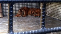 Di kawasan konservasi Tambling Wildlife Nature Conservation (TWNC) terdapat 7 harimau Sumatera yang sedang menjalani masa rehabilitasi.