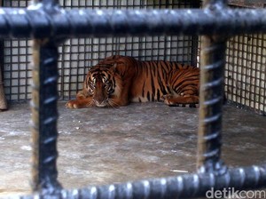 Mengerikan! Ini Detik-detik Jumiati Diterkam Harimau hingga Tewas