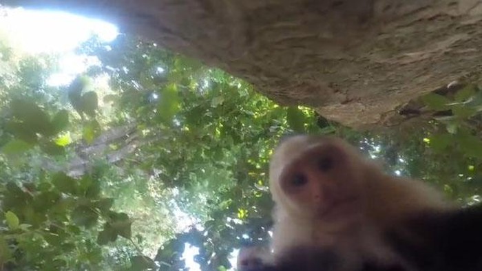 Monyet Nakal Ambil Kamera Turis AS Kemudian Selfie