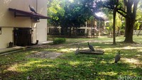 Beberapa burung berjalan di atas rerumputan di kawasan Tambling. Ada juga yang bertengger di atas rumah.