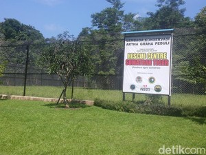 Melihat Konservasi Harimau Sumatera di Tambling Lampung yang Dikelola Tomy Winata