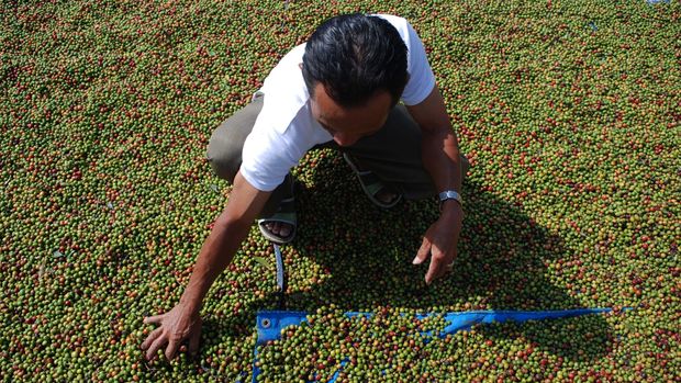 5 Perbedaan Kopi Arabika dan Robusta dan Tingkat Keasamannya