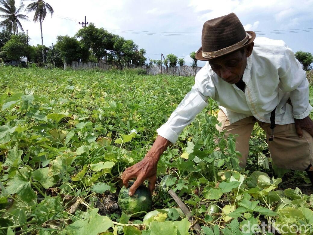 Buah Krai Khas Banyuwangi Jadi Primadona untuk Menu Buka Puasa