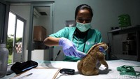 Dokter merawat bulu kukang.