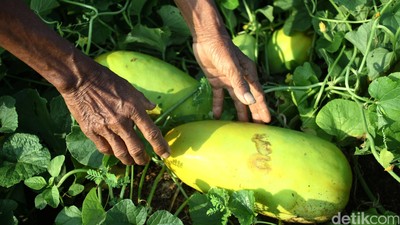 Timun Suri Laris di Bulan Puasa