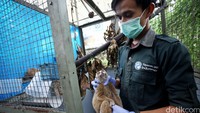 Kukang yang direhabilitasi ini berasal dari sitaan pemerintah.