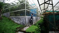 Petugas melintas di depan kandang kukang yang didalamnya ditumbuhi berbagai jenis pohon.