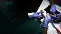 Tim dokter memeriksa kesehatan kukang.