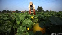 Para petani menjual Timun Suri ini dengan harga Rp. 10.000 hingga Rp. 25.000 perbuahnya. 
