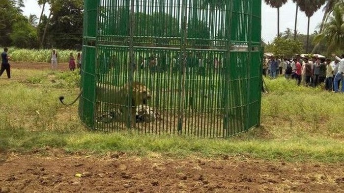 India Menggelar Pengadilan untuk Singa Pemakan Orang