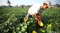 Petani melakukan panen Timun Suri di Depok, Jawa Barat, Rabu (15/06/2016).