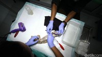 Tim dokter memeriksa kesehatan kukang.