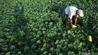 Buah ini kerap menjadi bahan utama minuman yang menyegarkan untuk berbuka puasa.