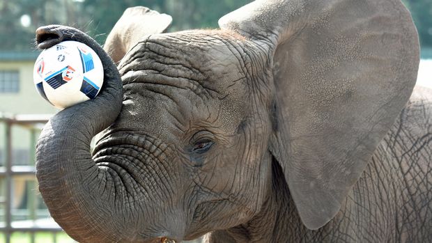 Nelly si Gajah REFILE - ADDITIONAL INFORMATIONElephant Nelly controls the ball, as an